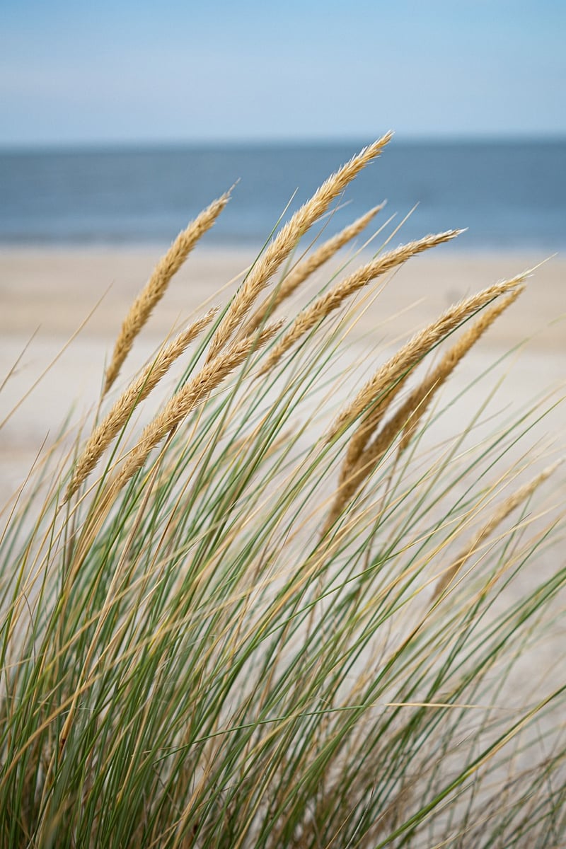 Beachfront Properties